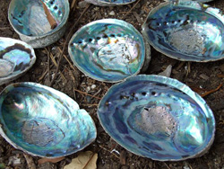 Abalone Paua Muschel Australien