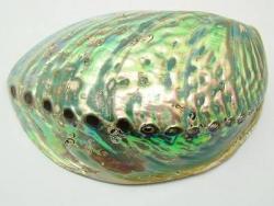 Abalone Paua Muschel aussen